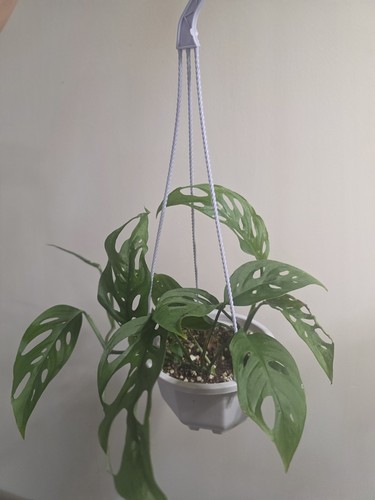 Monstera adansonii 12cm - monstera,