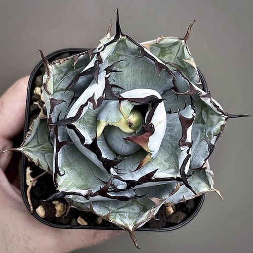 10cm succulent agave - 10cm, plant