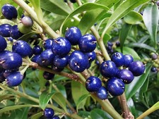 Sarcococca hookeriana, Pink