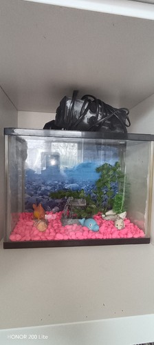 Complete fish tank aquarium - fish,