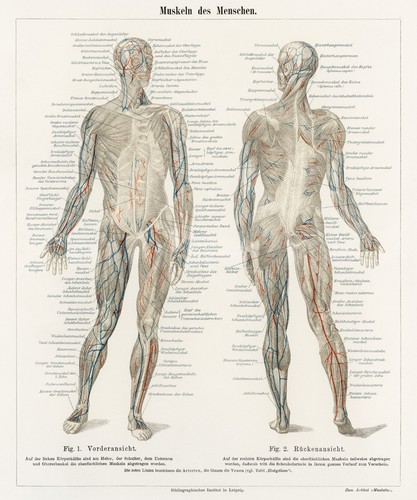 Human muscular system 1894 - human,