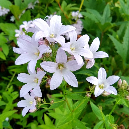 Campanula loddon anna hardy - loddon,