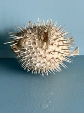 Vintage Taxidermy Puffer Fish