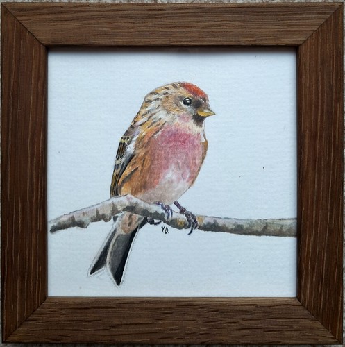 Gouache redpoll original - redpoll,