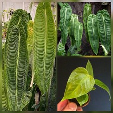 Anthurium veitchii. King Of