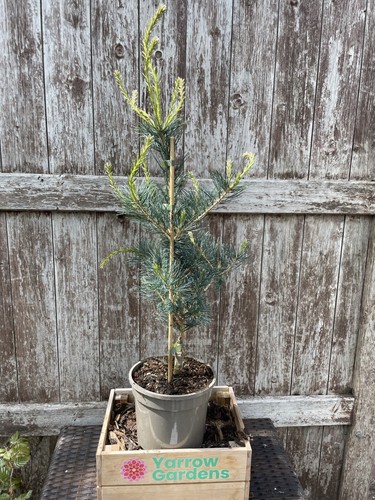 Japanese white pine tree - white,