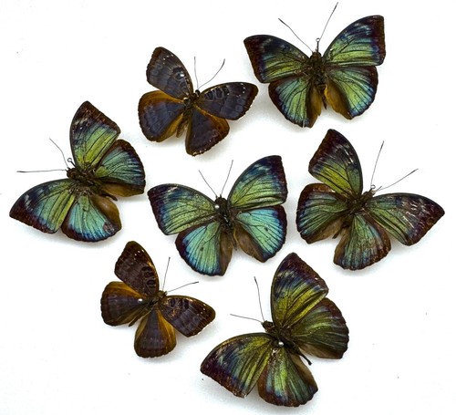 Real butterfly specimens - butterfly, x7