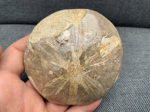 Polished fossil sea urchin - polished,