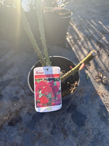 Potted rose pauls scarlet - potted, 'pauls
