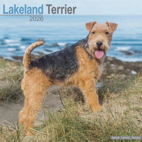 Lakeland terrier calendar - lakeland,