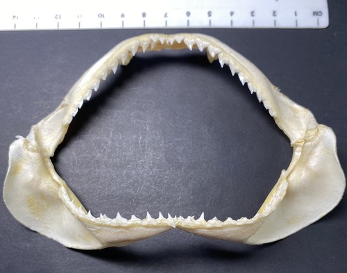 Shark jaw requiem spot - shark,
