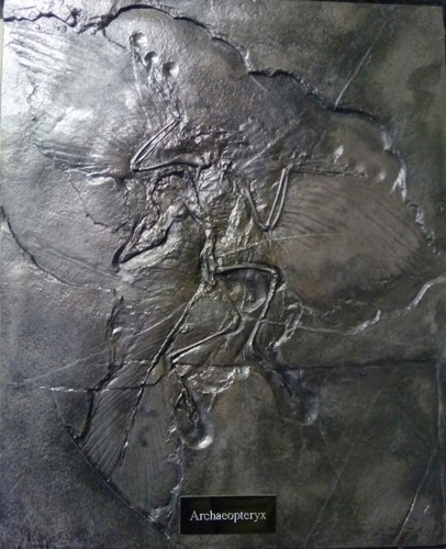 The rock star fossil - 'rock,