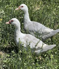 12+ Purebred Fertile Muscovy