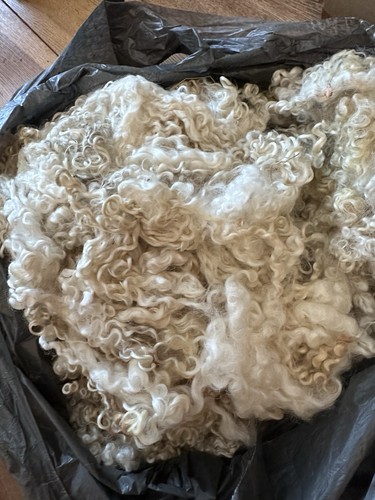 Washed teeswater wool fleece - washed,