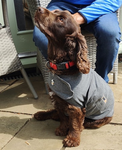 Thunder shirt dog - shirt, coat