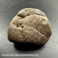 Ichthyosaur Coprolite Fossil