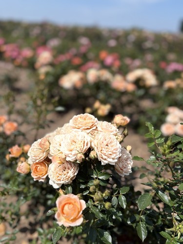 Miniature patio rose plant - patio,