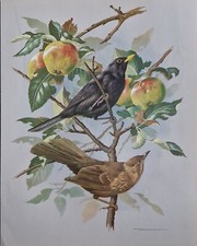 Vintage bird book plate print