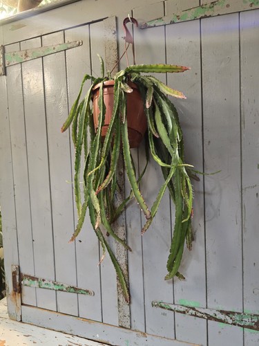Lepismium cruciforme also - lepismium, (also