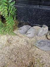 12 Chinese Painted Quail Eggs