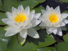 Alba UK Native water lily -