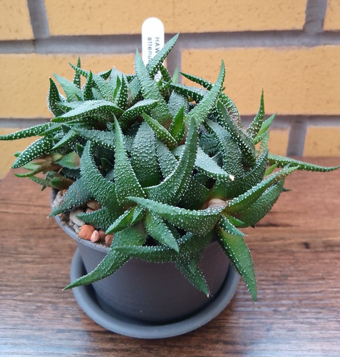 Haworthiopsis attenuata var - haworthiopsis,