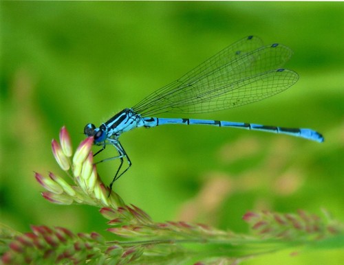 Blue dragonfly insect - blue,