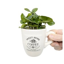 Coffea Arabica - Arabian coffee plant