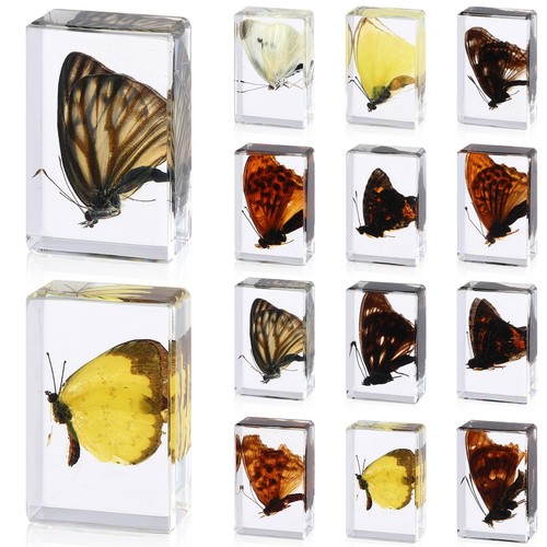 Pcs butterfly insect - 12,