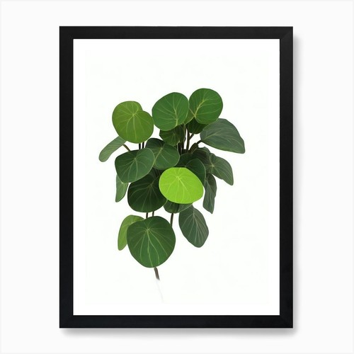Friendship plant pilea - friendship, (pilea