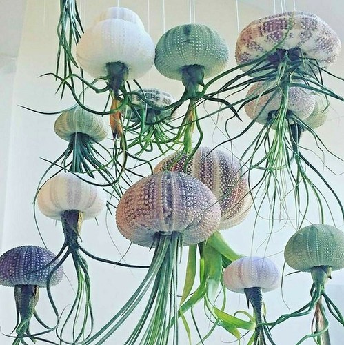 Tillandsia jellyfish air plant - jellyfish,