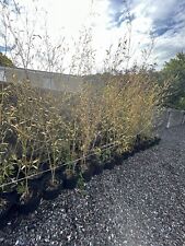Phyllostachys Aurea Golden Live Bamboo Plant in 10 Litre Pots Garden Screening