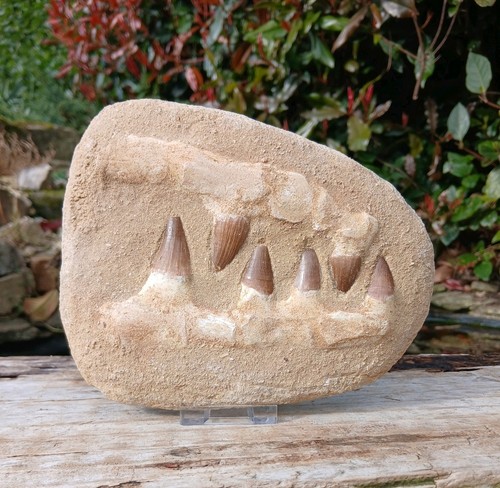 Fossil mosasaur jaw - mosasaur, dinosaur
