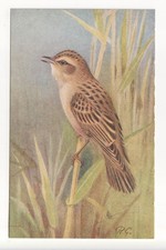 Birds - Sedge Warbler -
