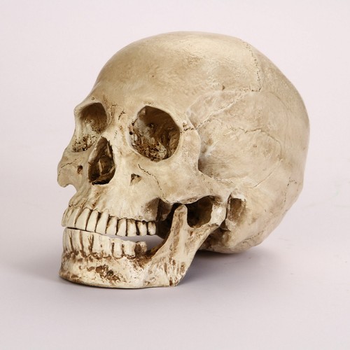 Lifesize realistic human skull - realistic,