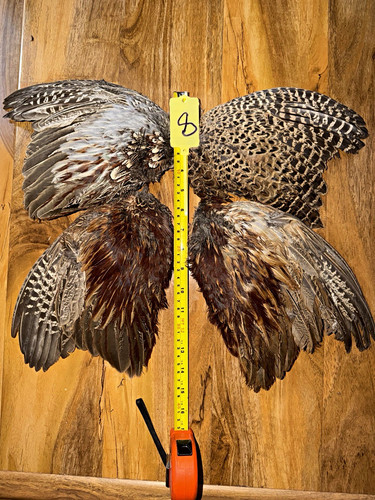 Taxidermy bird wings - taxidermy,