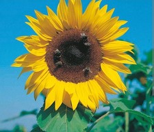 4 X Sunflower Plug Plants