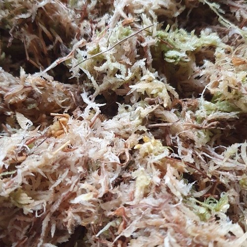 Sphagnum moss for reptiles - sphagnum,