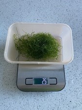 Chaetomorpha (Chaeto) Macro Algae