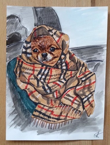 Pomeranian spitz dog portrait - pomeranian,