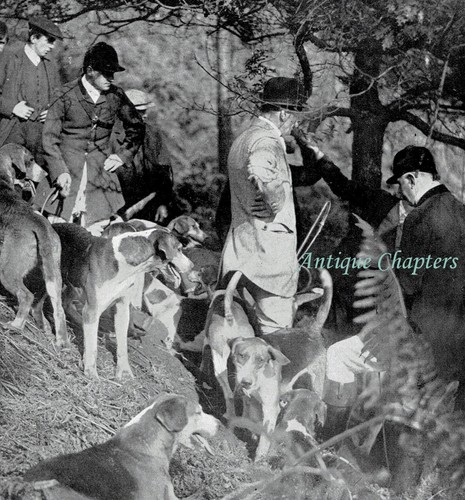 Braes derwent foxhounds - braes,