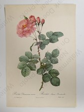 Redoute Rose Botanical Print