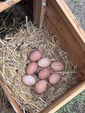 Fertile Eggs 6 for incubator