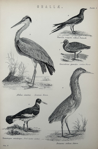 Antique print birds c1870s - print,