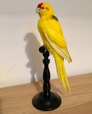 WOODEN TAXIDERMY STAND MOUNT