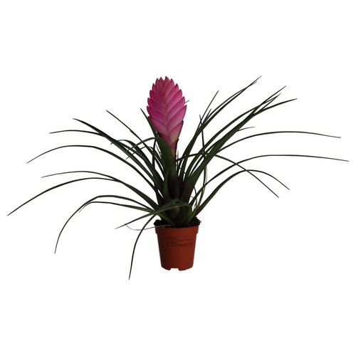 Pink quill bromeliad - bromeliad, |