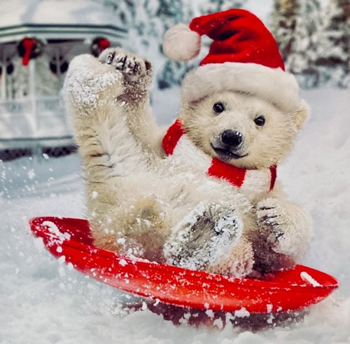Funny sledging polar bear - funny,