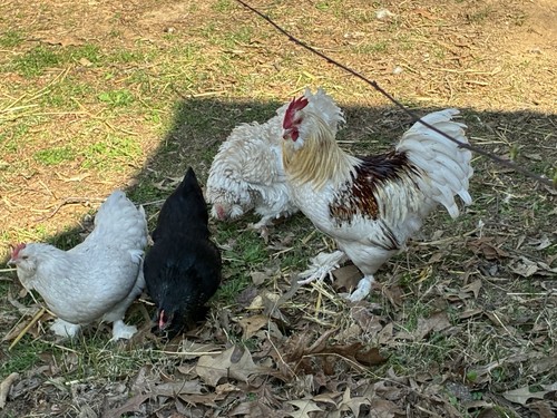 Bantam mix hatching eggs - bantam,