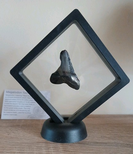 Fossil megalodon shark tooth - megalodon,