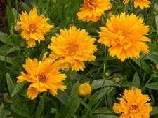Coreopsis 'Early Sunrise'